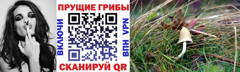 закладка omg tor Галлюциногенные грибы MAGIC MUSHROOMS Енисейск